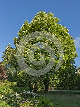 Blooming horse chestnut tree in spring. Blossoming chestnut flowers