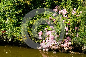 Blooming hortensia bushes with beautiful flowers, growing on a pond shore, with water on background. Hydrangea macrophilla