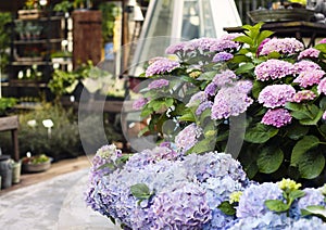 Blooming Hortensia in flower shop