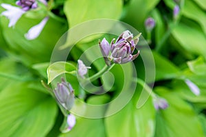 Blooming Hosta clausa in the garden