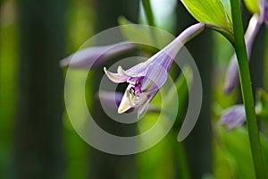 Blooming Hosta. Close-up flower on a blurry green background. Image for postcards, design