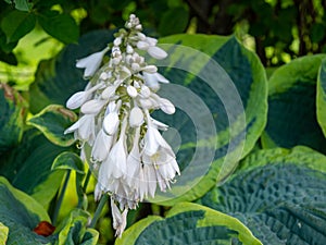 Blooming Hosta Flowers with new buds coming in Hosta lancifolia