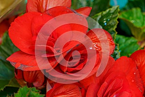 Blooming house or indoor flowers with selective focus and blurred background. Background with copy space