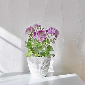 Blooming houseplant Pelargonium regal in a white pot stands on a coffee table near the light wall.