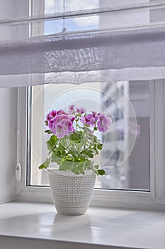 Blooming houseplant Pelargonium regal in a white pot stands on a window sill