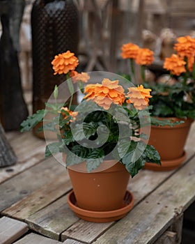 Blooming houseplant in a terracota pot photo
