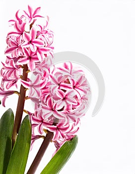 Blooming hyacinth flower isolated on a white background