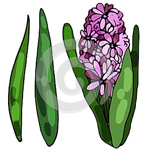 Blooming hyacinth on an isolated white background. The contour is drawn by hand. Jacinth for greeting cards, invitations, and more