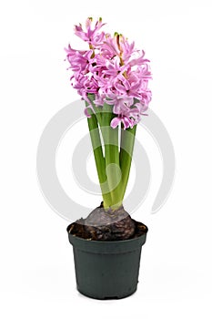 Blooming `Hyacinthus Pink Pearl` Hyacinth spring flower in black plastic flower pot isolated on white background