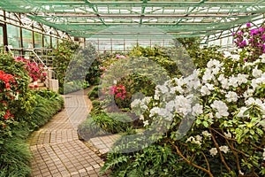 Blooming hybrid Azalia Rhododendron hybridum in a greenhouse