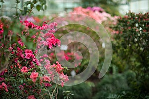 Blooming hybrid Azalia Rhododendron hybridum selection in a greenhouse