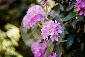 Blooming hybrid Azalia Rhododendron hybridum selection in a greenhouse. flower background. Blossoming flowers