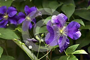 Blooming hybrid cultivar Jackman`s clematis Clematis x jackmani