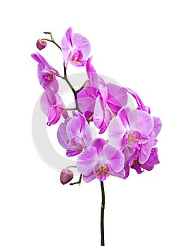 Blooming hybrid phalaenopsis orchids Fara 12 photo