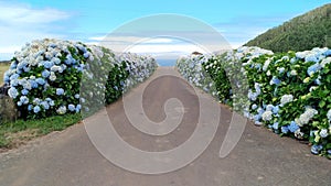 Blooming hydrangea bush hedges on the sides of a rural road, Terceira, Azores, Portugal