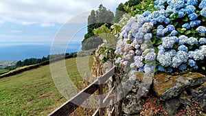 Blooming hydrangea bush at the stone fence, on background of landscape sloping toward Atlantic Ocean, Terceira, Azores, Portugal