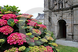 blooming hydrangea in front of the sainte-marie-du-mÃ©nez-hom chapel in plomodiern in brittany (france) photo