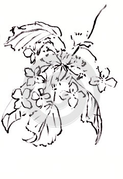 blooming hydrangea, graphic black and white drawing