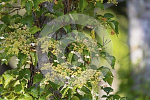 Blooming Hydrangea petiolaris, Southern Kuriles