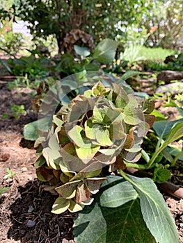 Blooming hydrangea