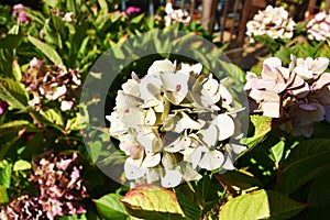 Blooming hydrangea in the summer garden