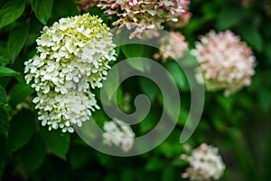 Blooming hydrangea `Vanille Fraise` in the garden photo