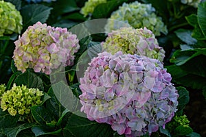 Blooming Hydrangeas flowers in the garden