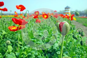 blooming icelandic poppies