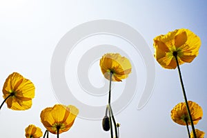 blooming icelandic poppies