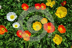 blooming icelandic poppies