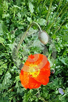 blooming icelandic poppies