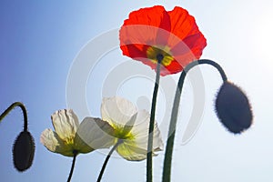 blooming icelandic poppies