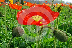 blooming icelandic poppies