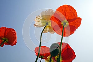 blooming icelandic poppies