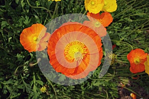 blooming icelandic poppies