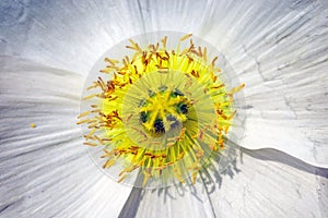 blooming icelandic poppies