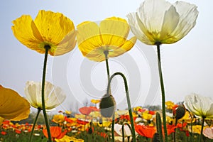 blooming icelandic poppies