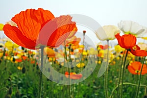 blooming icelandic poppies