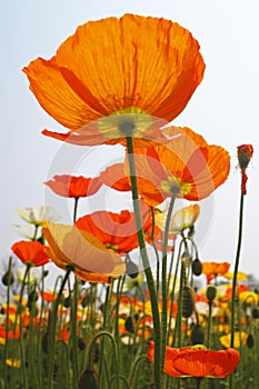 blooming icelandic poppies