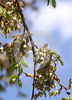 Blooming ilm against Blue Sky, backlite, spring