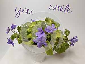 blooming indoor blue saintpaulia on a light background