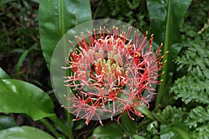 A blooming inflorescence of a fireball lily flower with water drops on petals