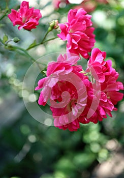 Blooming inflorescence of pink roses with beautiful green bokeh background