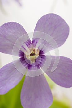 Blooming insectivorous Pinguicula tina in close-up