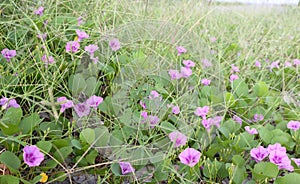 Blooming Ipomoea flower or Beach morning glory.