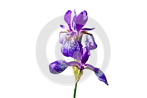 Blooming iris