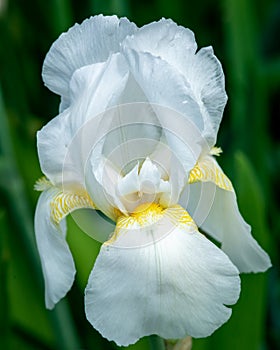 Beautiful blooming white Iris in early spring