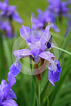 Blooming Iris
