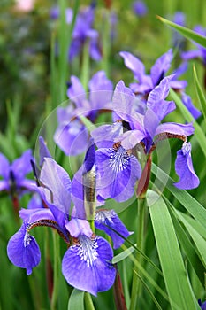 Blooming Iris