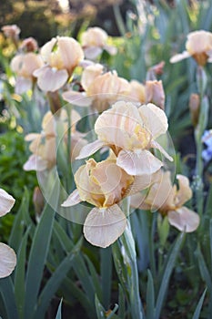 Iris - Cinnamon Rolf in a field photo